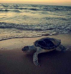 a sea turtle is laying on the sand at the ocean's edge as the sun sets