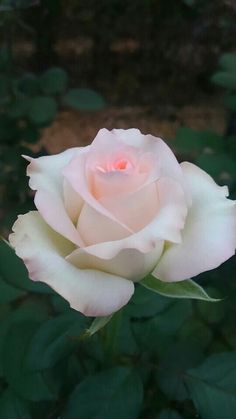 a pink rose with green leaves in the background