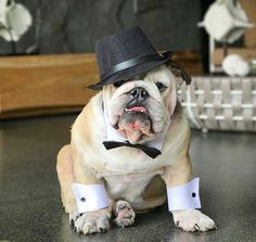 a dog with a hat and bow tie sitting on the floor wearing a tuxedo