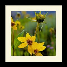 some yellow flowers are in the grass