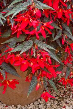 red flowers are growing in a potted plant