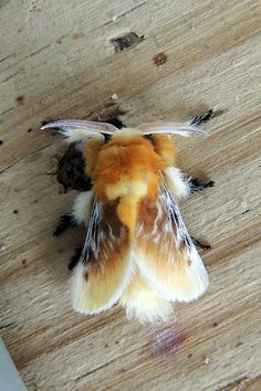 a moth that is laying down on a wooden table with it's wings spread out