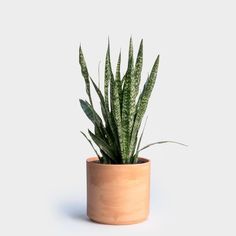 an aloem plant in a wooden pot on a white background