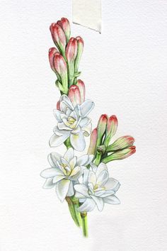 watercolor painting of white and red flowers