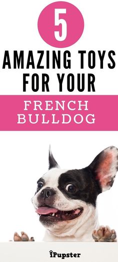 a dog with its mouth open and the words 5 amazing toys for your french bulldog