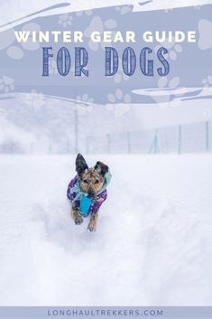 a dog running in the snow with text overlay that reads winter gear guide for dogs