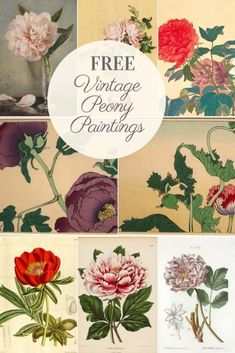 an image of vintage flower paintings with text overlay that reads free vintage peony paintings