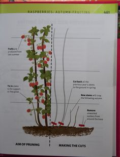 a diagram showing the parts of a plant with information about its roots and leaves on it