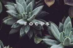 the words focus surrounded by succulent plants