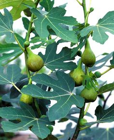 the leaves and fruit are growing on the tree