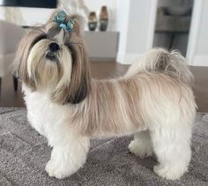 a small dog standing on top of a rug