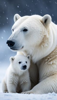 an adult polar bear and her cub are sitting in the snow with their noses close to each other