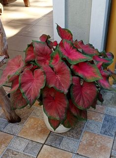 a potted plant with red and green leaves sitting on the ground next to a bench