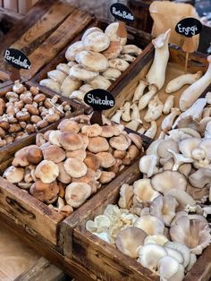 different types of mushrooms on display in wooden boxes