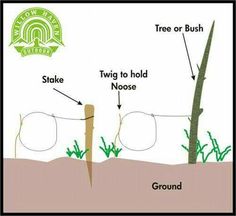 a diagram showing the parts of a tree and how to plant it with pictures below