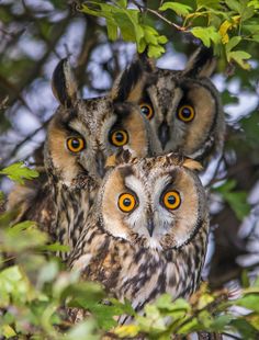 three owls sitting in a tree looking at the camera