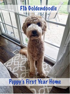 a brown dog sitting on top of a rug in front of a window with the words fib goldendoodle puppy's first year home