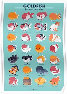 a poster with different types of fish on it's sides and the words, goldfish