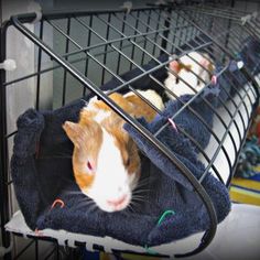 a hamster in a cage with another hamster laying on it's back