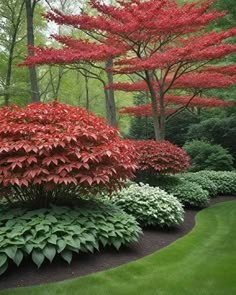 red and white flowers in the middle of a garden