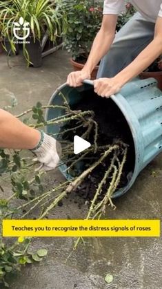 two people are working with plants in a potted planter and one person is using a shovel to dig through the dirt