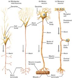 the anatomy of an animal's nervous system, including its branches and peripherals