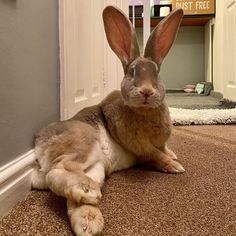 a rabbit is sitting on the floor in front of a door and looking at the camera