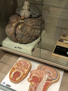 an image of human anatomy on display in a glass case with other medical items behind it