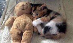 a kitten laying next to a teddy bear