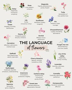 the language of flowers is shown in this graphic style, which includes different types of flowers