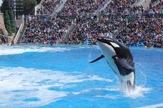 an orca jumping out of the water in front of a crowd at seaworld