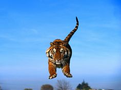 a tiger jumping in the air with its mouth open