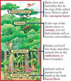 an animal's habitat is shown in the diagram below, which includes different types of trees