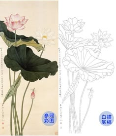 an image of two flowers and leaves in chinese writing on the left, and another drawing of water lilies on the right