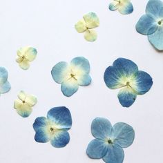 several blue and yellow flowers on a white surface