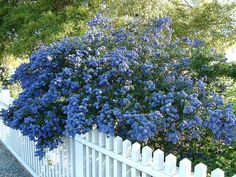 a white picket fence with blue flowers on it