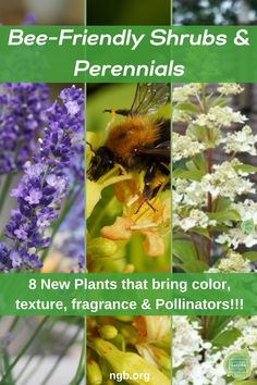 the bee - friendly shrubs and perennials are featured in this postcard for new plants that bring color, texture, fragrante & pollillators