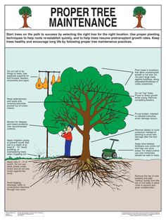 the proper tree maintenance guide for trees