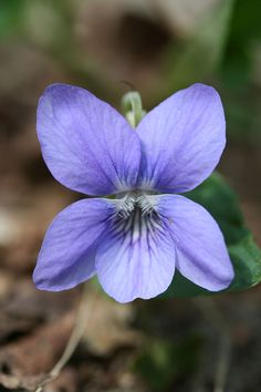 a small purple flower with green leaves in the foreground and dirt on the ground