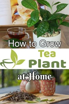 two pictures with the words how to grow tea plant at home