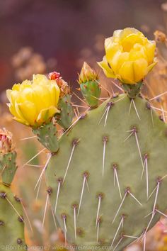 two yellow flowers on top of a green cactus