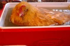 a large chicken in a red container with water