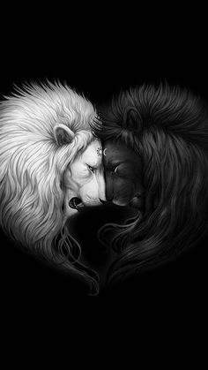 two white lions face to face with each other