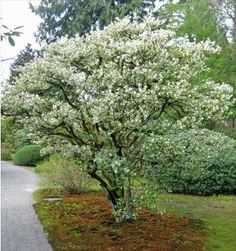 a white flowering tree in the middle of a garden