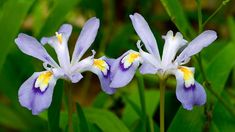 three blue and white flowers with yellow centers