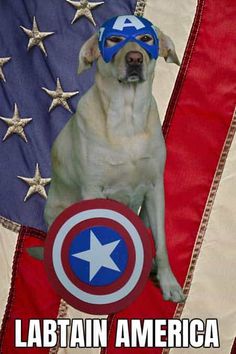 a dog wearing a captain america hat and shield sitting in front of an american flag