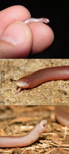 two pictures of a small brown and white snake