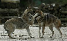 two gray wolfs playing with each other in the dirt