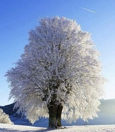 a tree covered in snow on a sunny day