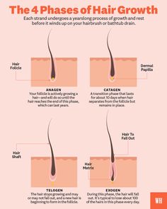 phases of hair growth chart Hair Growth Phases, Hair Growth Timeline Charts, Hair Growth Cycle Diagram, Stages Of Hair Growth, Hair Growth Chart, Hair Bases, Hair Cycle, Cosmetic Science